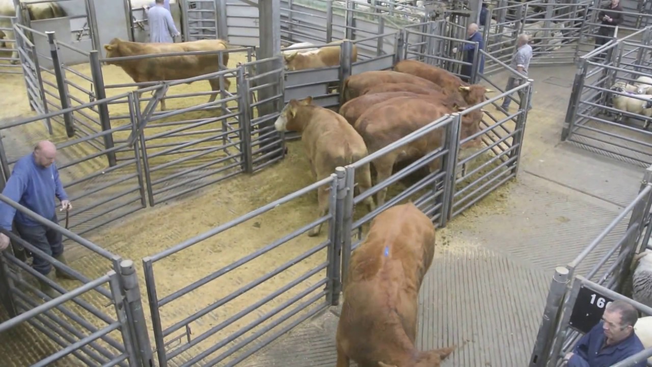 Farming in Scotland- An agricultural journey