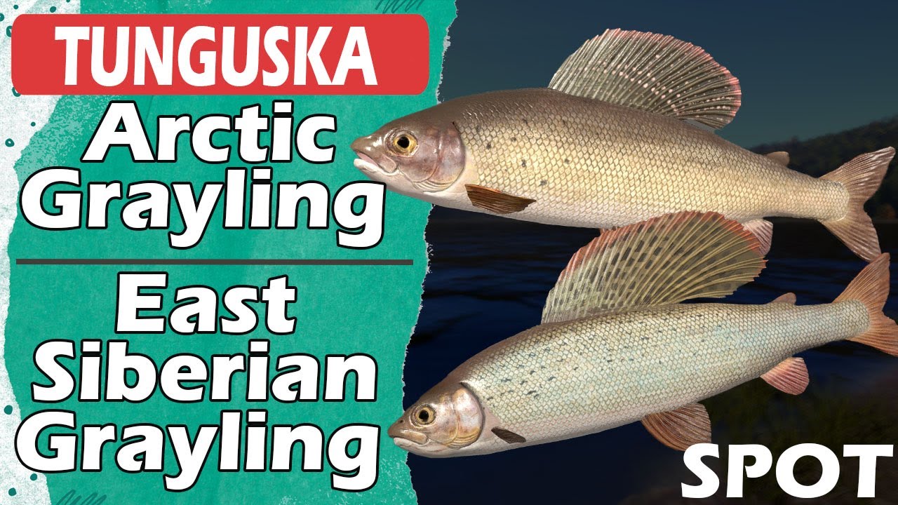 LOWER TUNGUSKA RIVER - Arctic Grayling - East Siberian Grayling - SPOT - Russian Fishing 4 - RF4
