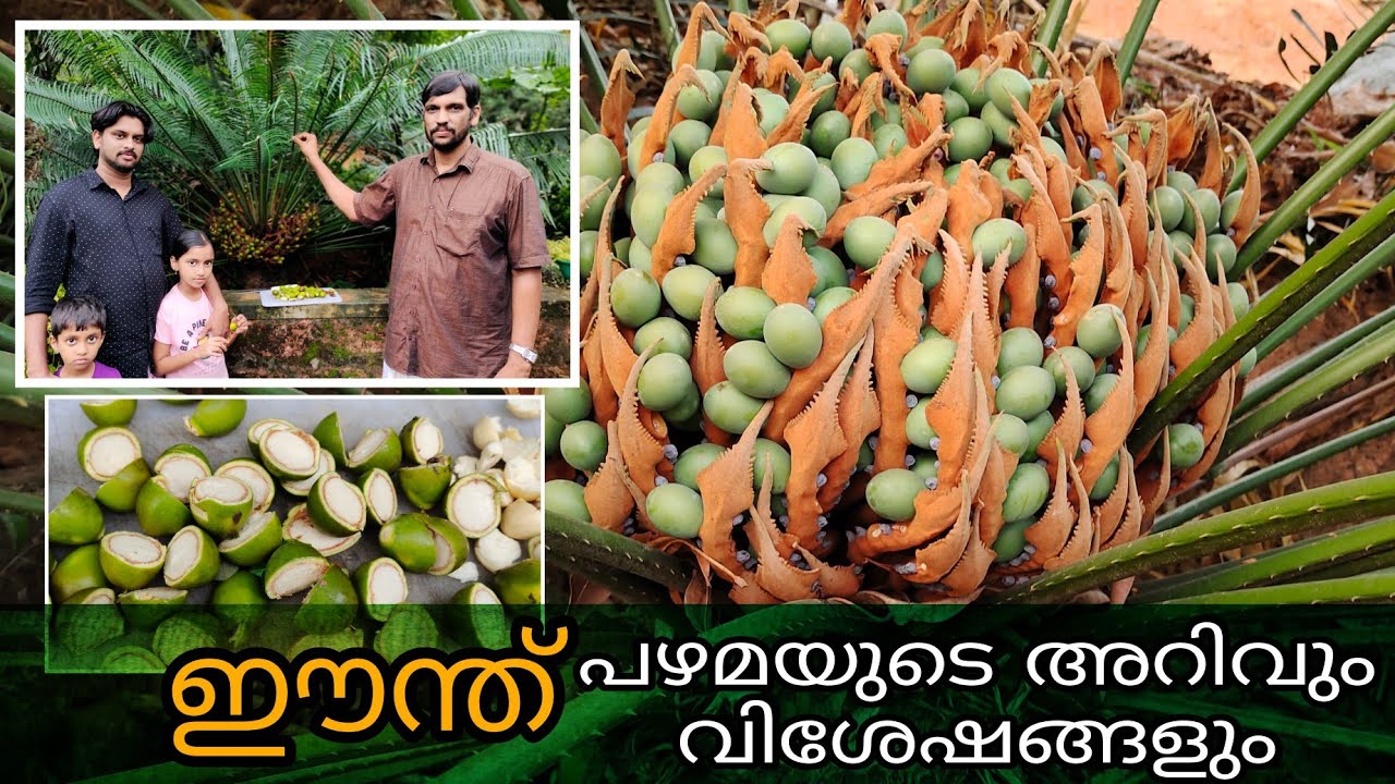 ഈന്ത് മരം | Cycas circinalis | Queen sago | ഈന്തിൻ പിടി | Eanth | Ente Krishiyidam
