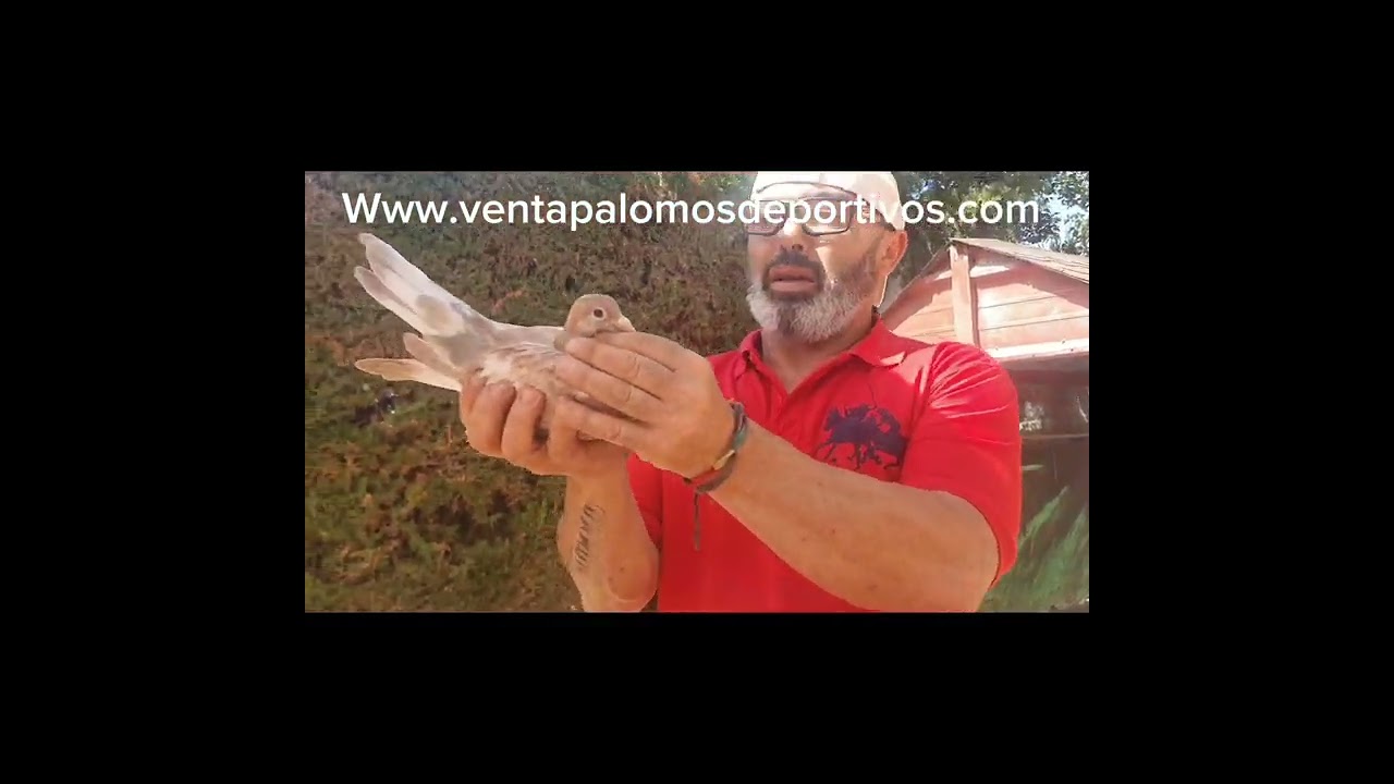 increible final de cria palomos deportivos  2024 casi todos  machos