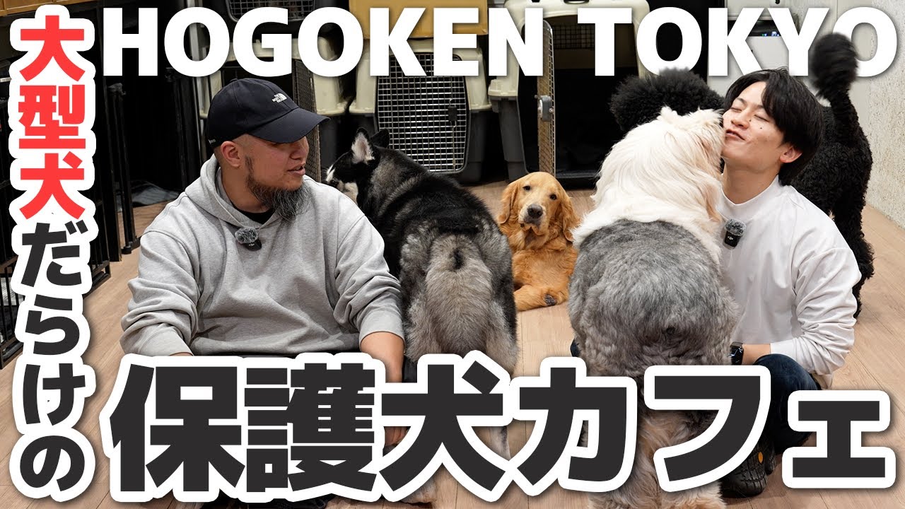 【潜入】大型犬だらけの保護犬カフェ