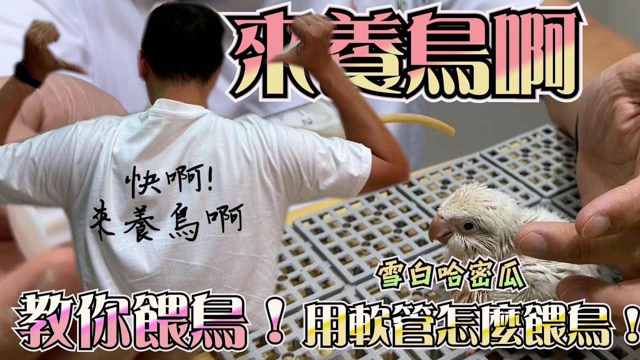 小鸚鵡張嘴等餵奶超可愛！ 林小白手把手教你用軟管餵和尚鸚鵡幼鳥！新手必看