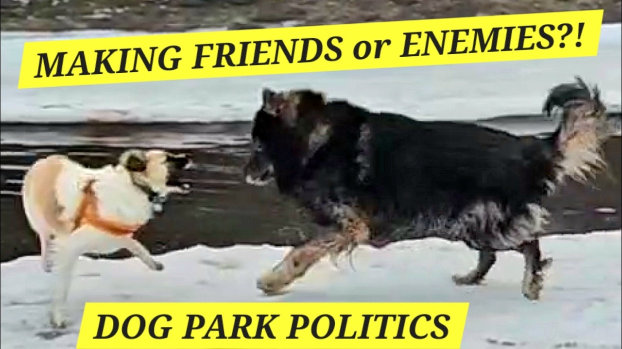 Making Dog Park Friends or Enemies in the Fog?! (Part 2 of 5)