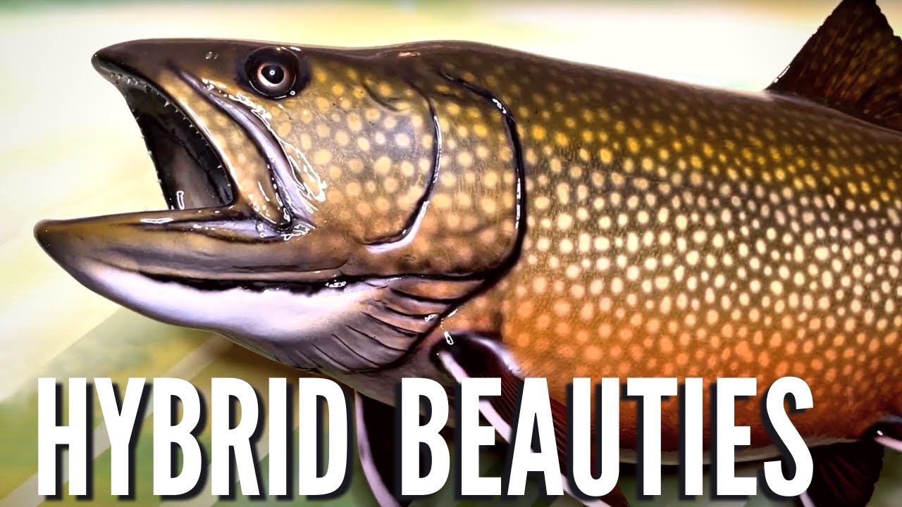 Splake Secrets: Learn All About This Hybrid Wonder