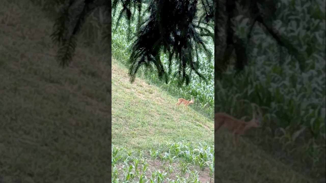 Two roe deer fawns. #nature #wildlife #viralvideo #animals #deer #roedeer #cute #hunting #fawn
