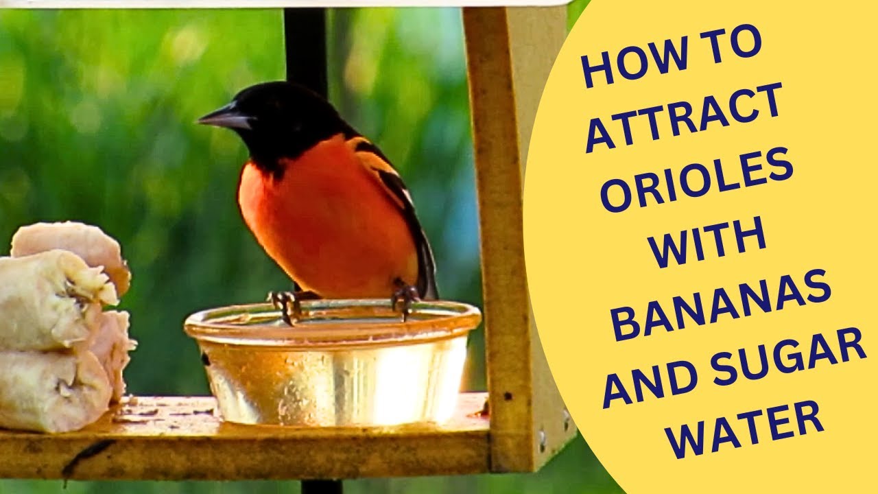 How to Attract Orioles with Bananas and Sugar Water 2025