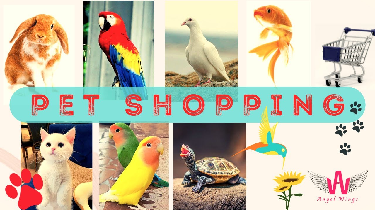 Pet Shopping Al Ain