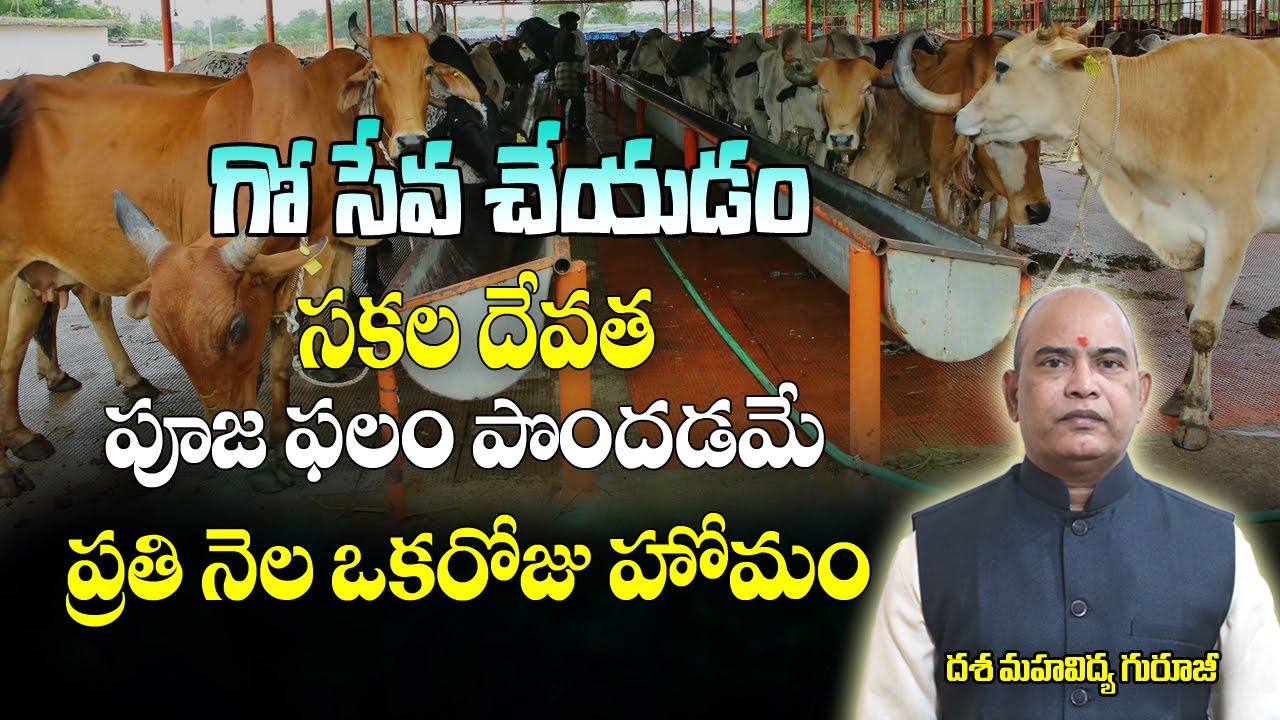 గోసేవ చేయడం సకల దేవతల పూజ ఫలం  పొందడమే| గో సంరక్షణ | Go Seva | Go Shala | Go Pooja | Brahmasthram Tv