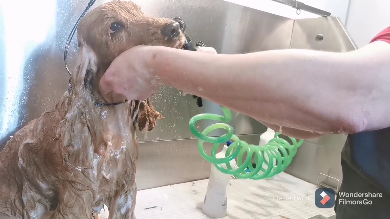 Koiran peseminen.mp4