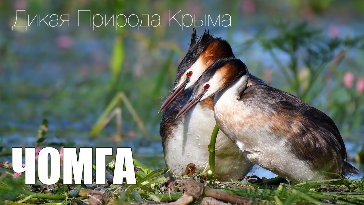 Great Crested Grebe on the nest. Podiceps cristatus.