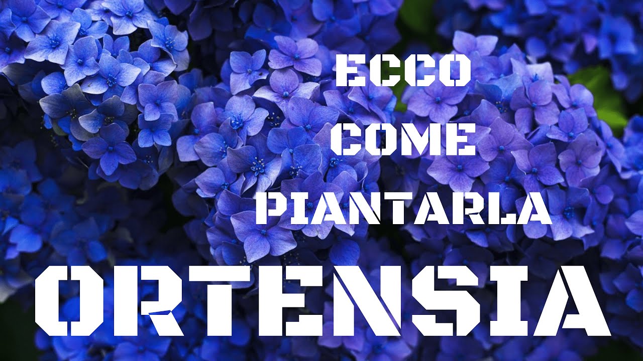 Ortensia ecco come piantarla