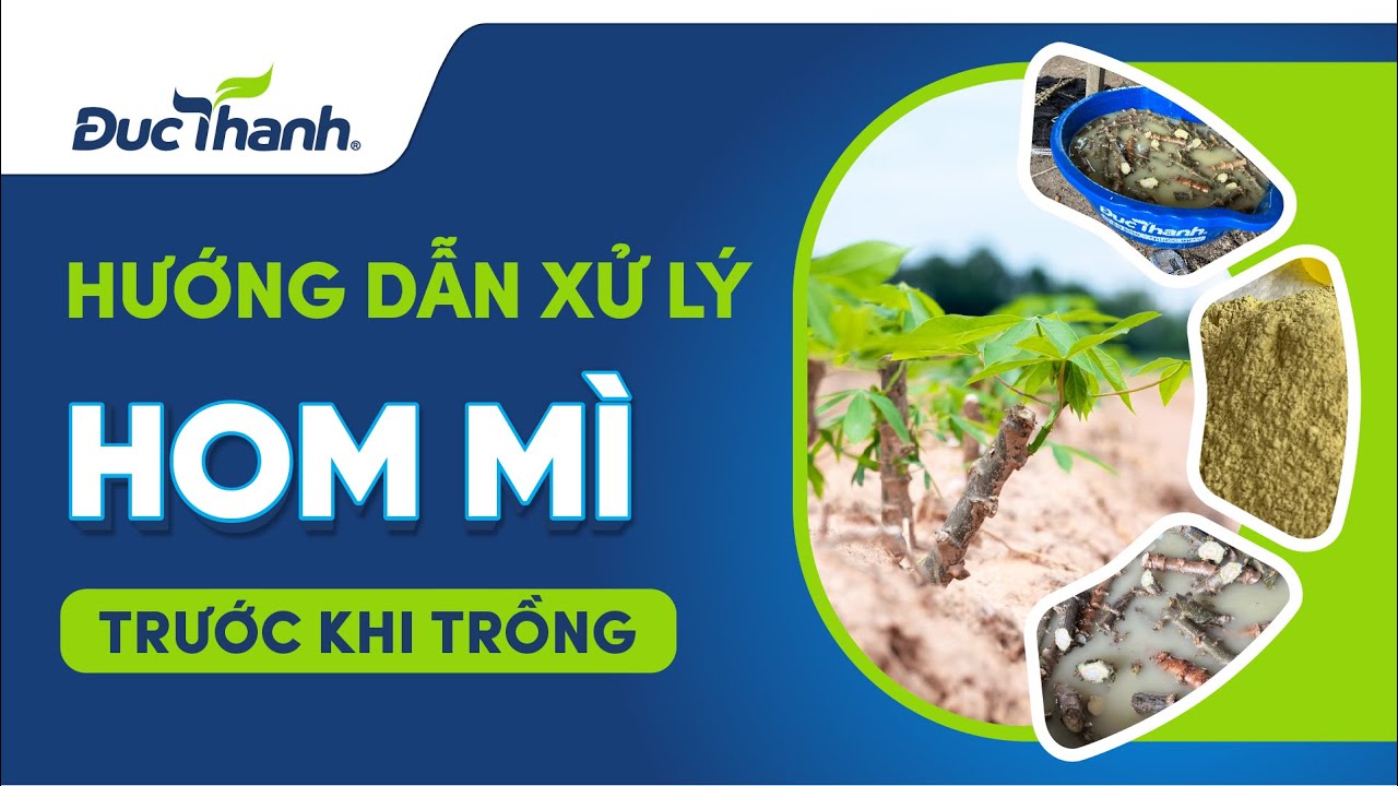 Cách xử lý hom cây khoai mì trước khi trồng