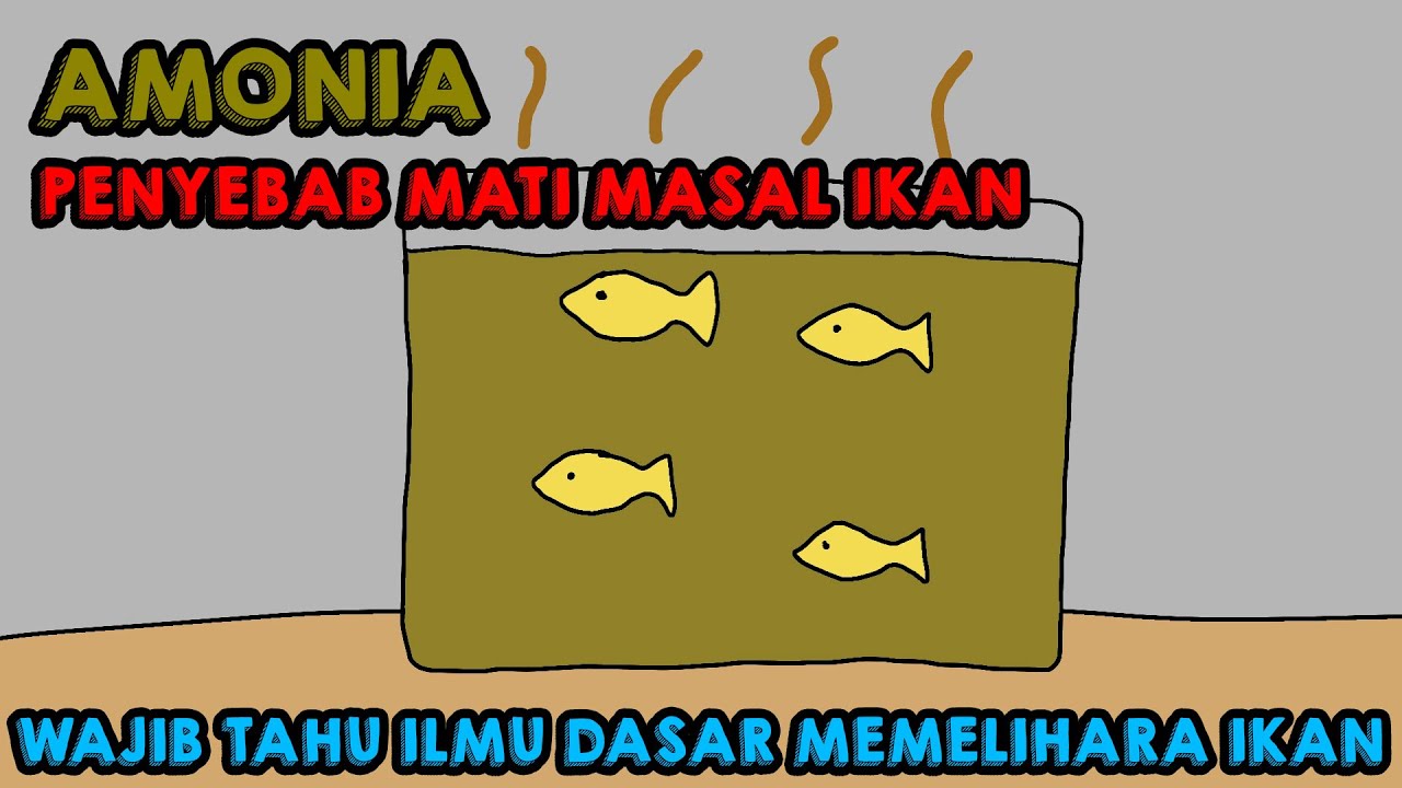 Cara mengatasi AMONIA di Air [ANIMASI]