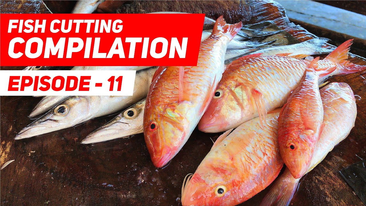 Fish Cutting Compilation 11 | Trevally, Emperor, Halfbeak, Barracuda and Goat Fish Cutting