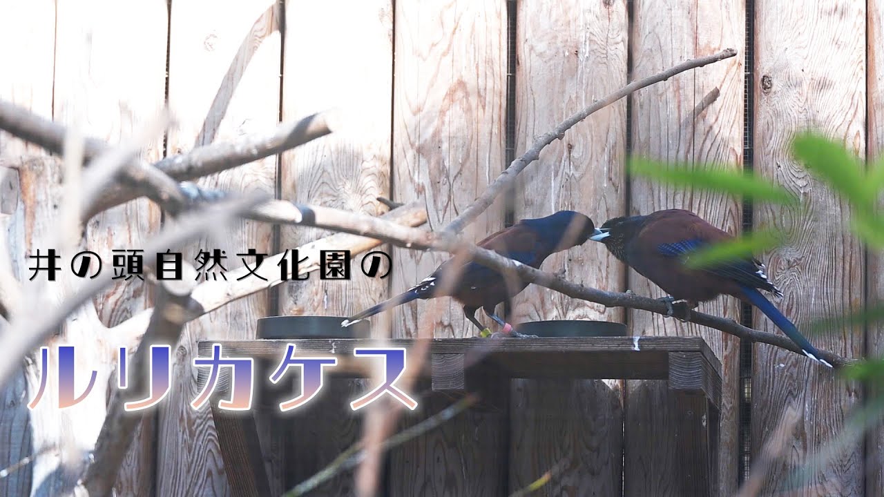 つがいのルリカケスがいい感じでした【井の頭自然文化園】Lidth's jay