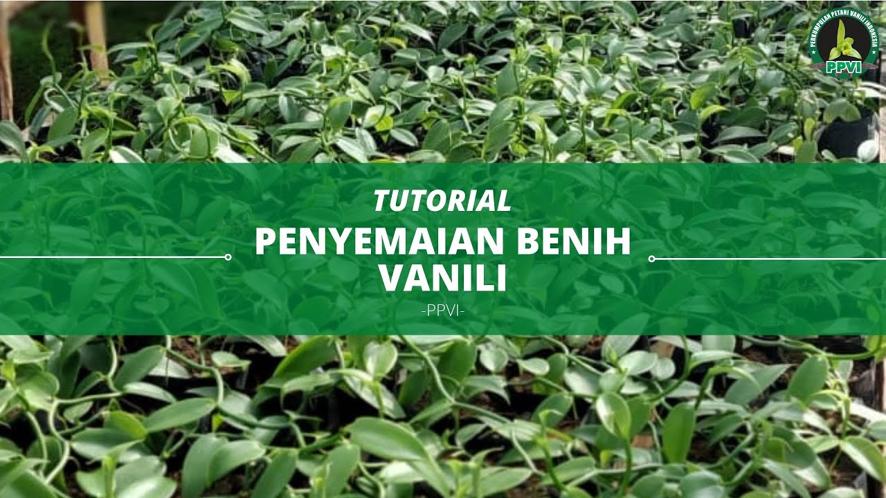 Tutorial Penyemaian Benih Vanili