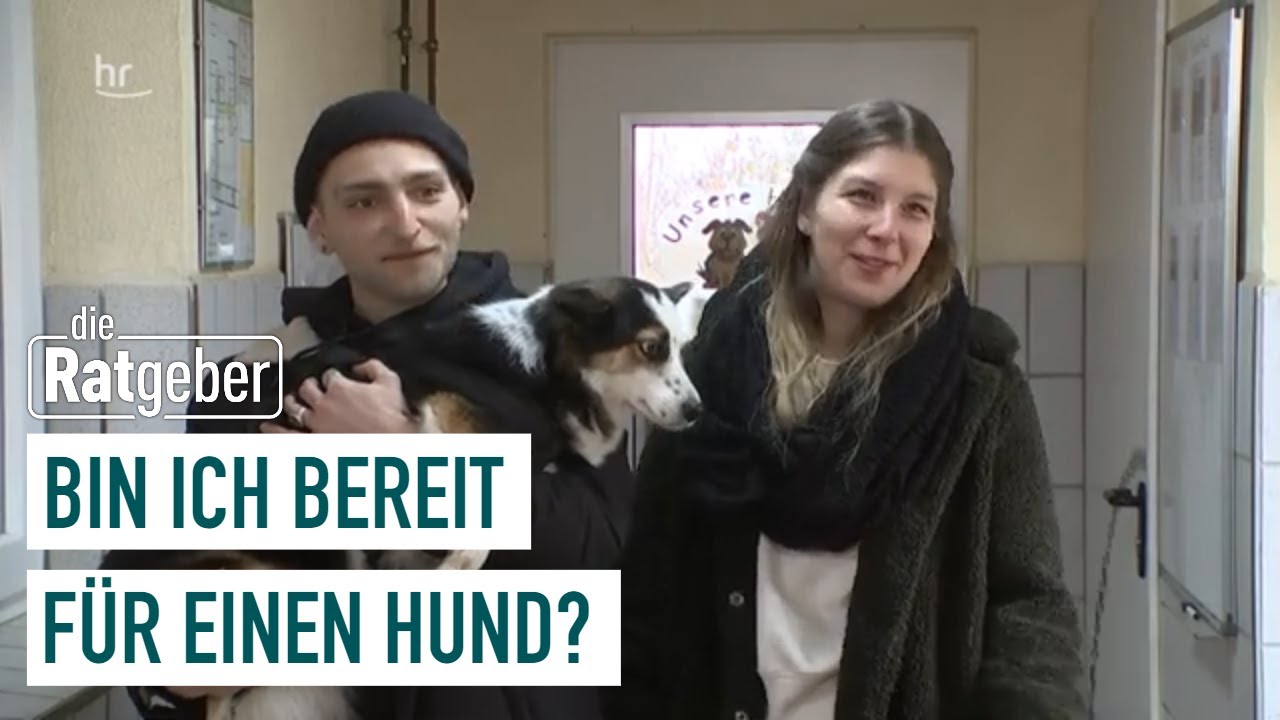 Hund auf Probe: Modell Pflegehund | Die Ratgeber