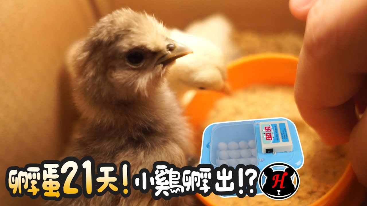 孵蛋21天!孵蛋器真的孵出小雞了!?【簡芝開箱】小雞03
