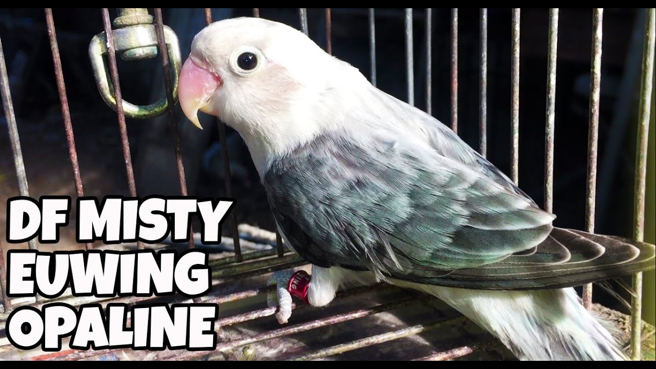 PAMBATO KONG DF MISTY EUWING OPALINE MALAPIT KO NG MAPARAMI!