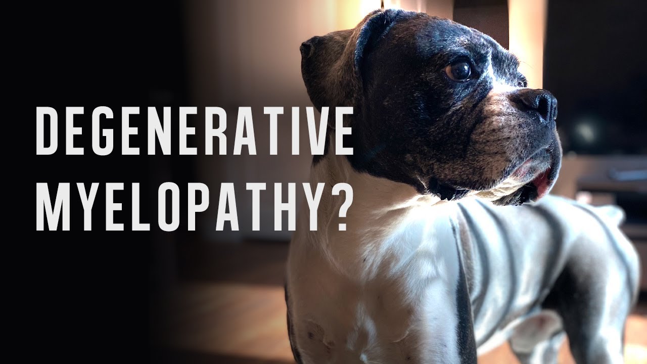Degenerative Myelopathy? The Journey of Kingston the Boxer Dog