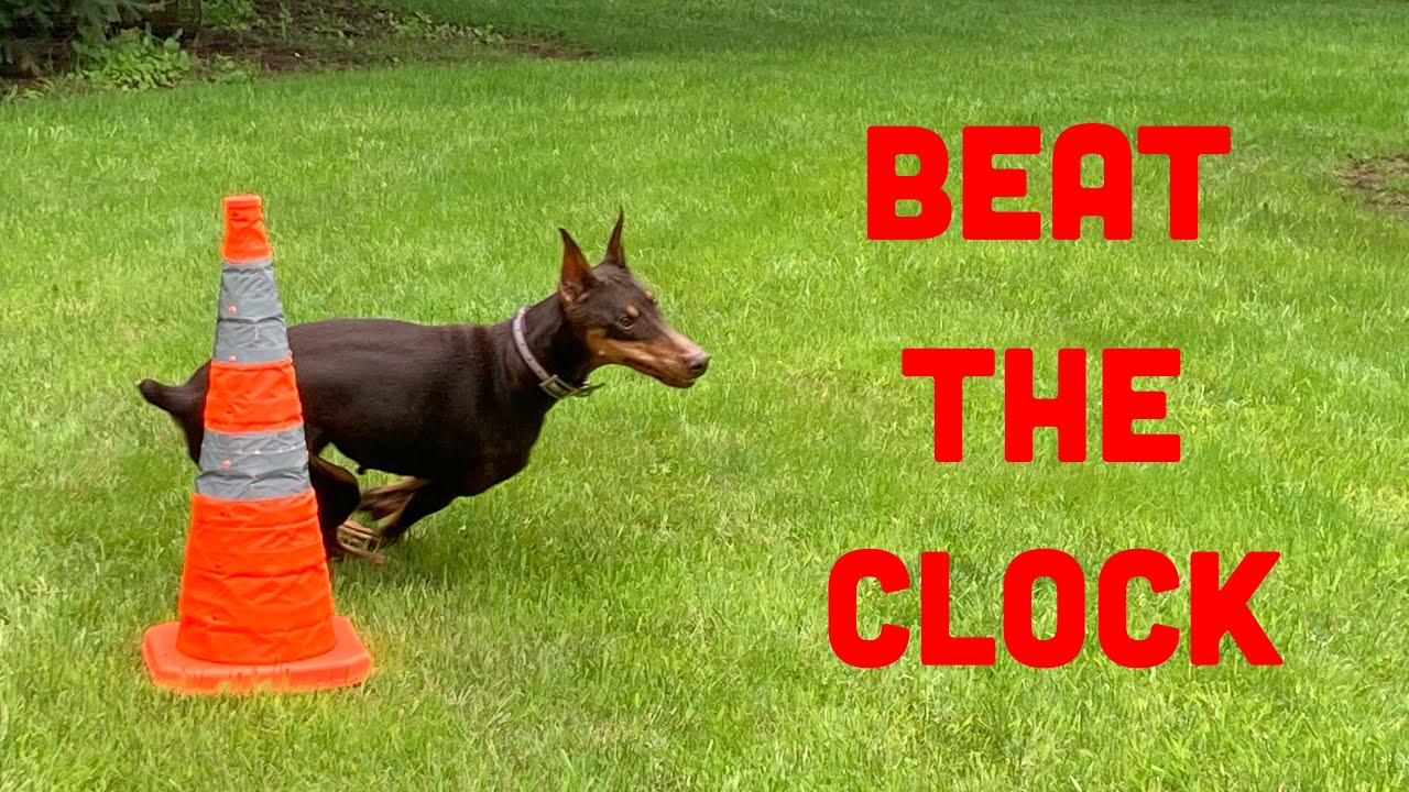 Beat The Clock - How To Train Your Dog To Respond Quickly