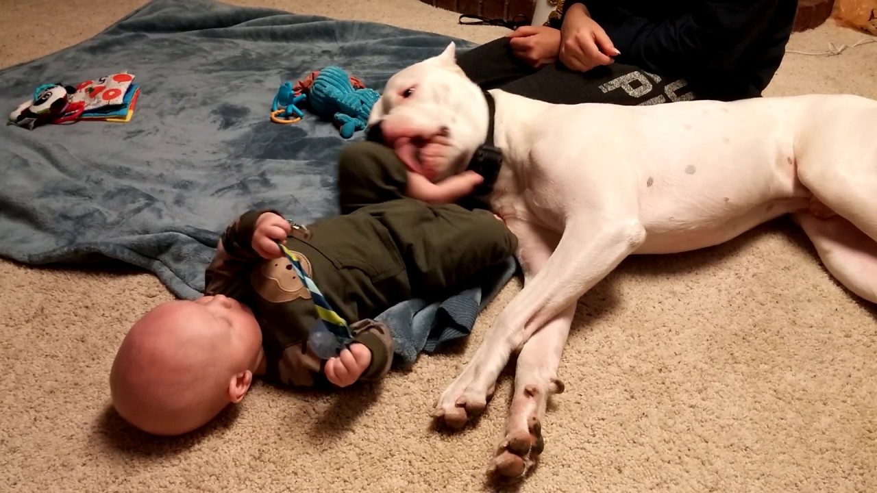 Dogo Argentino (1 yr old) and Baby