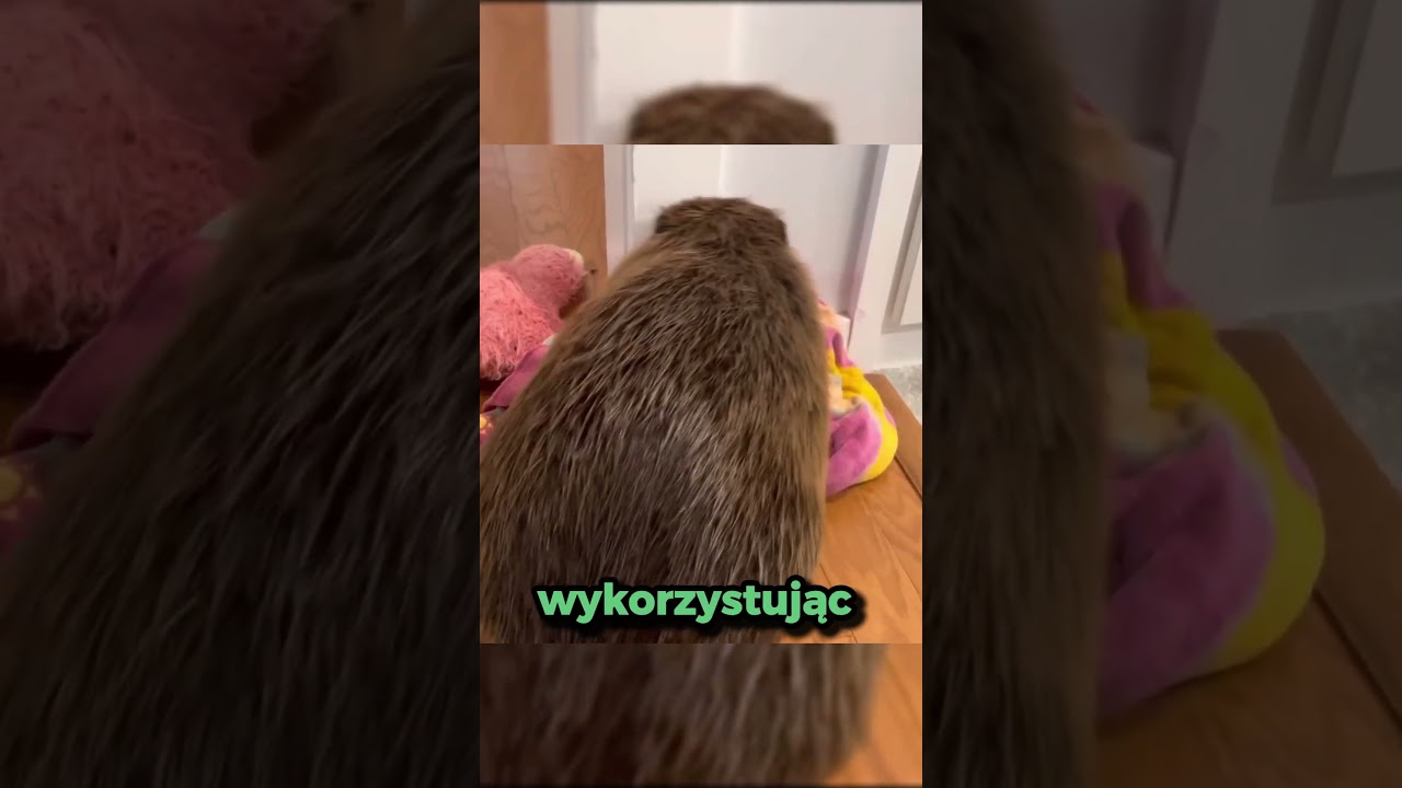 B&oacute;br buduje tamę z losowych przedmiot&oacute;w 😂😳