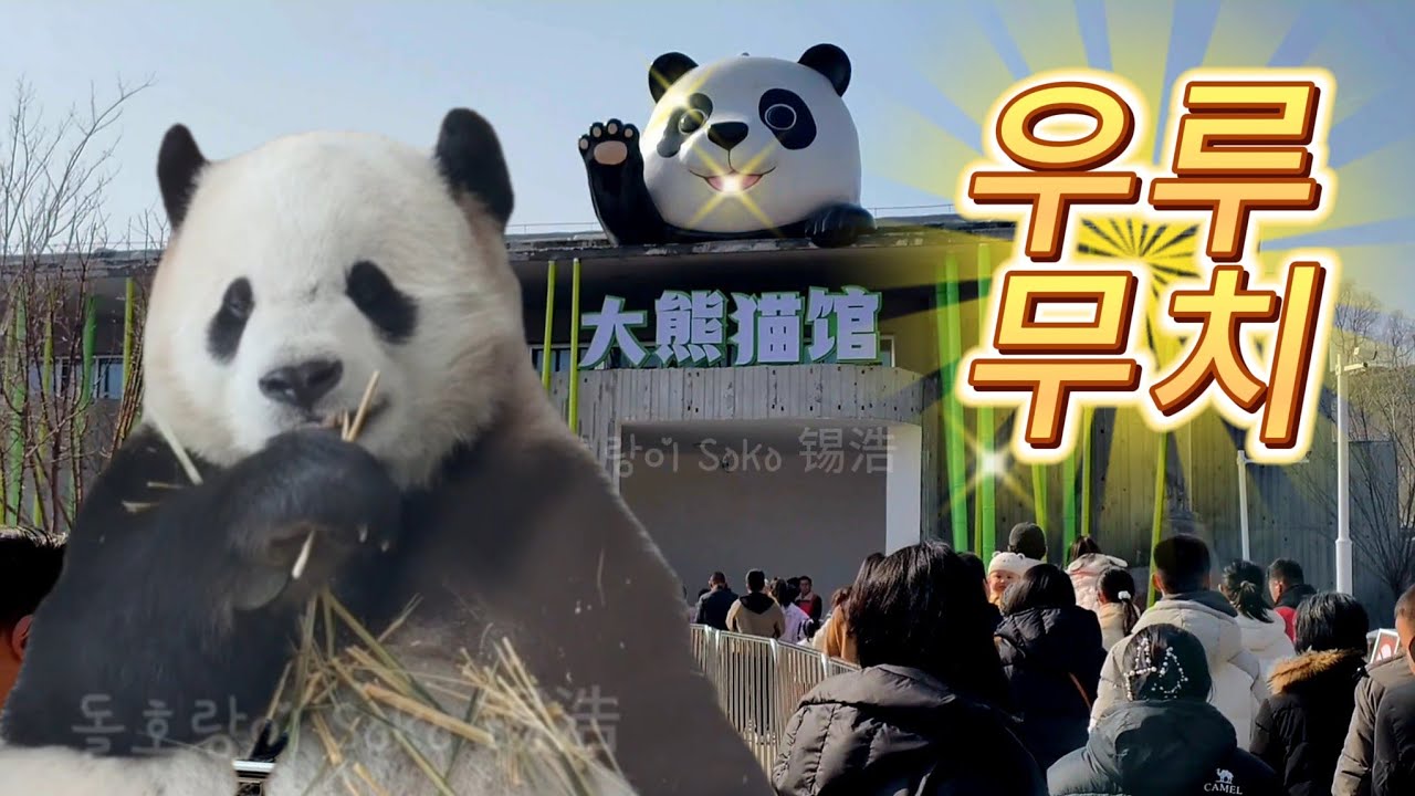 신장 우루무치에 있는 바오리의 형제들...?! | 신장 판다 동물원 xinjiang Panda