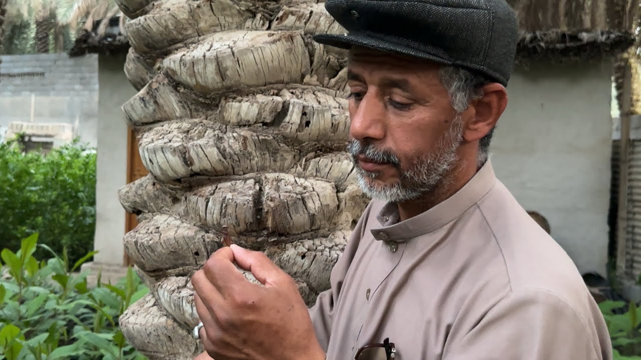 نتيجة تقليم اللوز الحساوي مع الزعيم ابوسلمان وحسرة حفار ساق النخيل معلومات زراعية