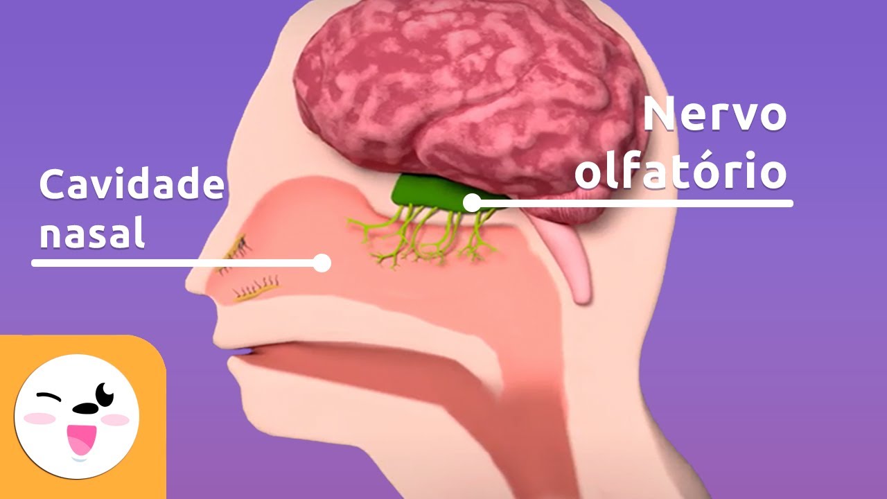 O olfato - As partes do corpo respons&aacute;veis pelo olfato - O sentido para crian&ccedil;as