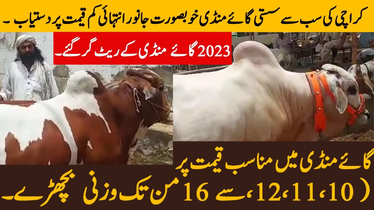 QURBANI KE SASTE OR WAZNI JANWAR ! muach goth gaaey mandi 2023 khubsurat janwar