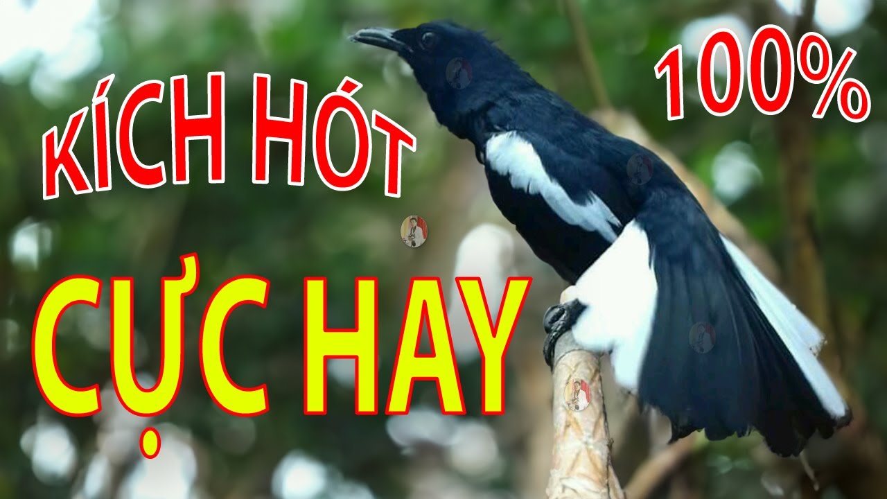 Chòe Than Hót Chuẩn GIỌNG NÚI RỪNG Kích Chòe Than Hót Đấu Luyện Choè than HÓT HAY choe than#choethan