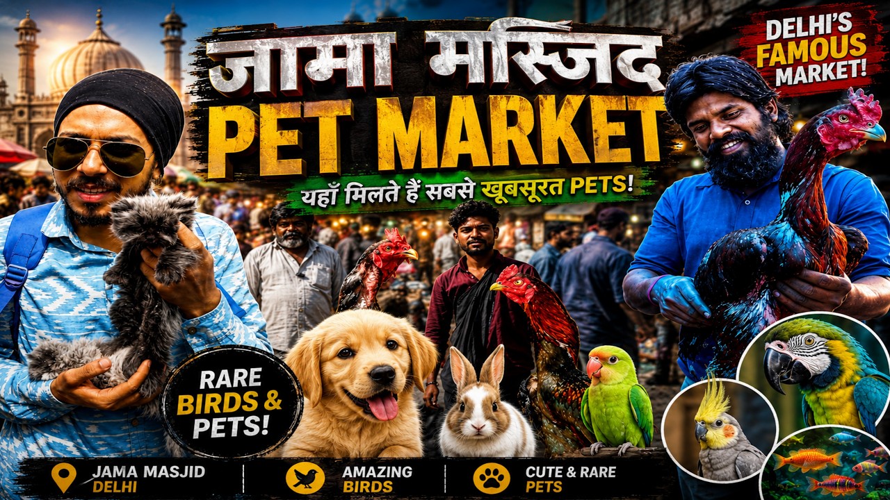 jama Masjid bird market| aseel murga mandi |budgies | parrot| 21 April 2024