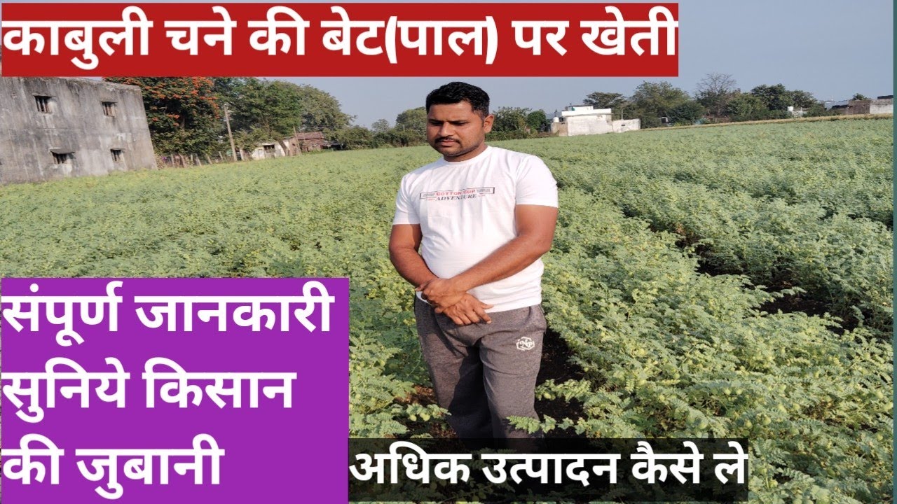 काबुली चने की खेती बेट (पाल) और 💧ड्रिप पर केसे होेती है//अमेरिकन डॉलर चने की खेती ड्रिप बेट पर
