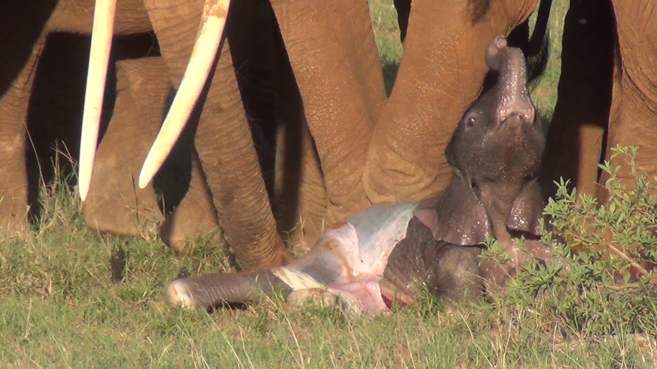 Elephant giving birth in Tsavo East National Park, Kenya