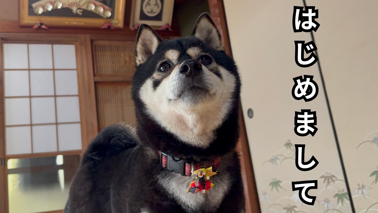 柴犬クゥちゃん | The day we met our new family member