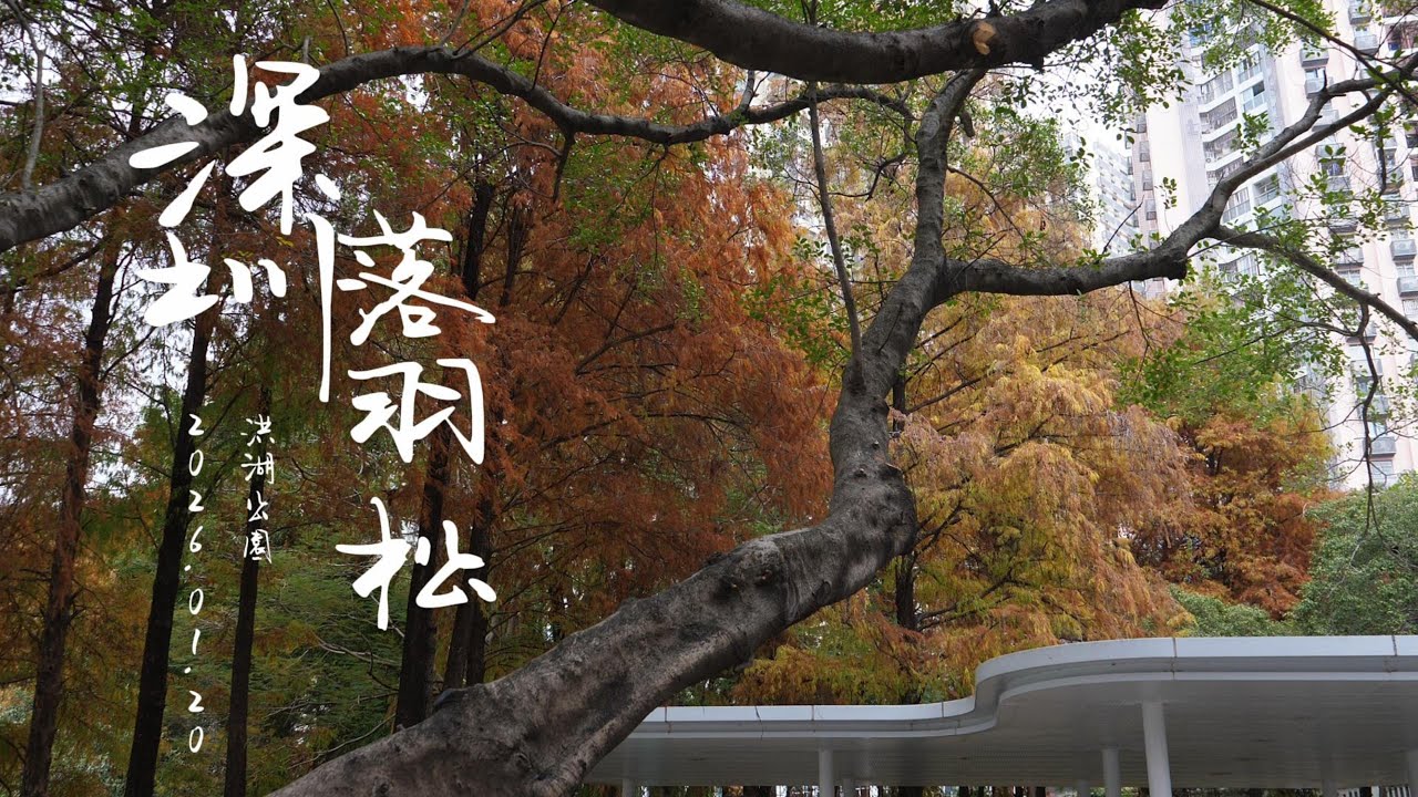 深圳洪湖公園 落羽松 4K