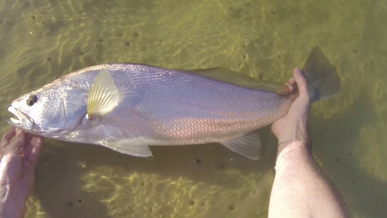 Fishing Big Kob & Skipjack on Light Tackle - Eastern Cape South Africa