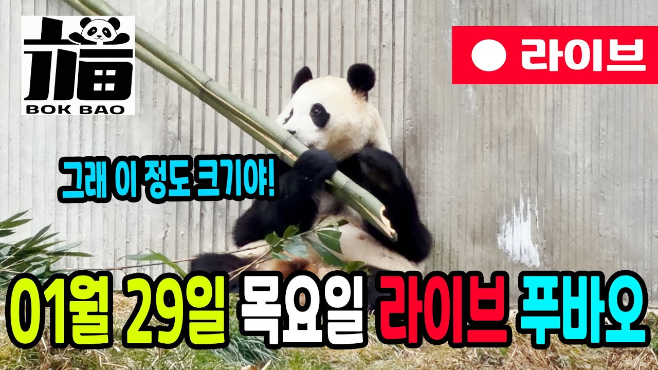 01월 29일 목요일 푸바오 라이브입니다. 그래 이 정도 크기야!