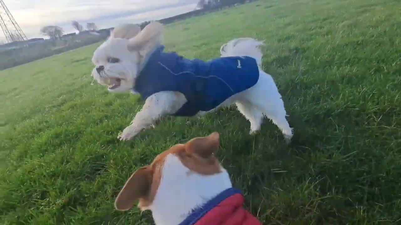 The Pawsonal Pack Vs British Weather 🌧
