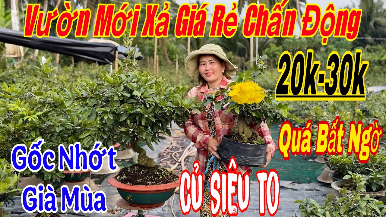 4/1 Vườn mới Xả hàng giá siêu siêu rẻ 💥20k-30k🌲với nhiều mã Số mai chơi Tết🌲🌲🌲☎️ 0366059934 Chị lụa