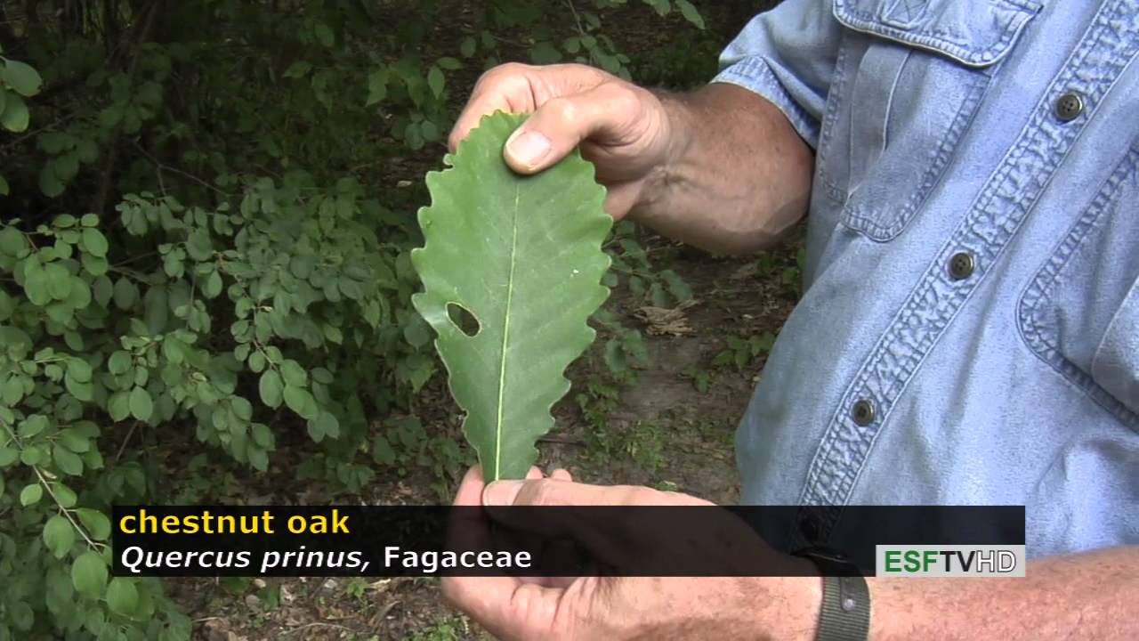 Trees with Don Leopold - chestnut oak