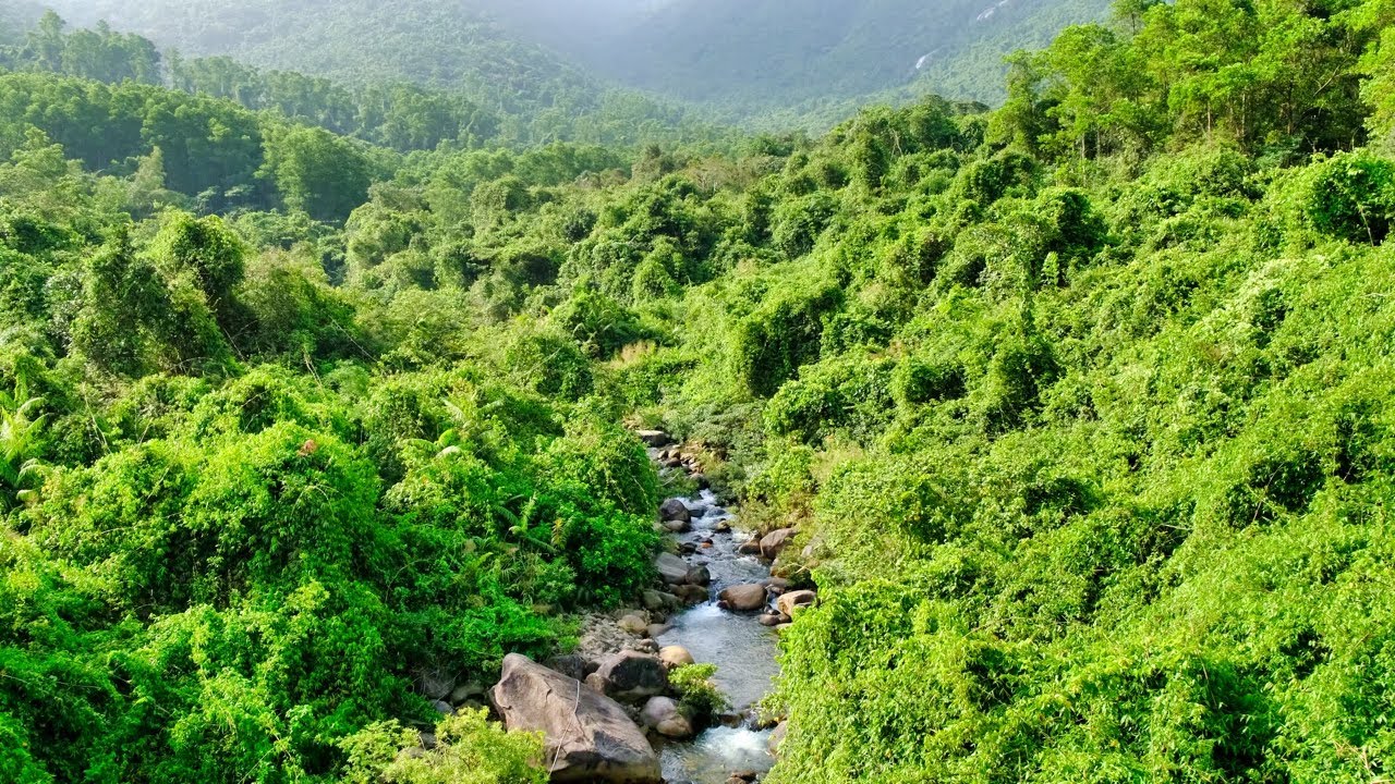 Silent Hiking in the Jungle of Danang Vietnam