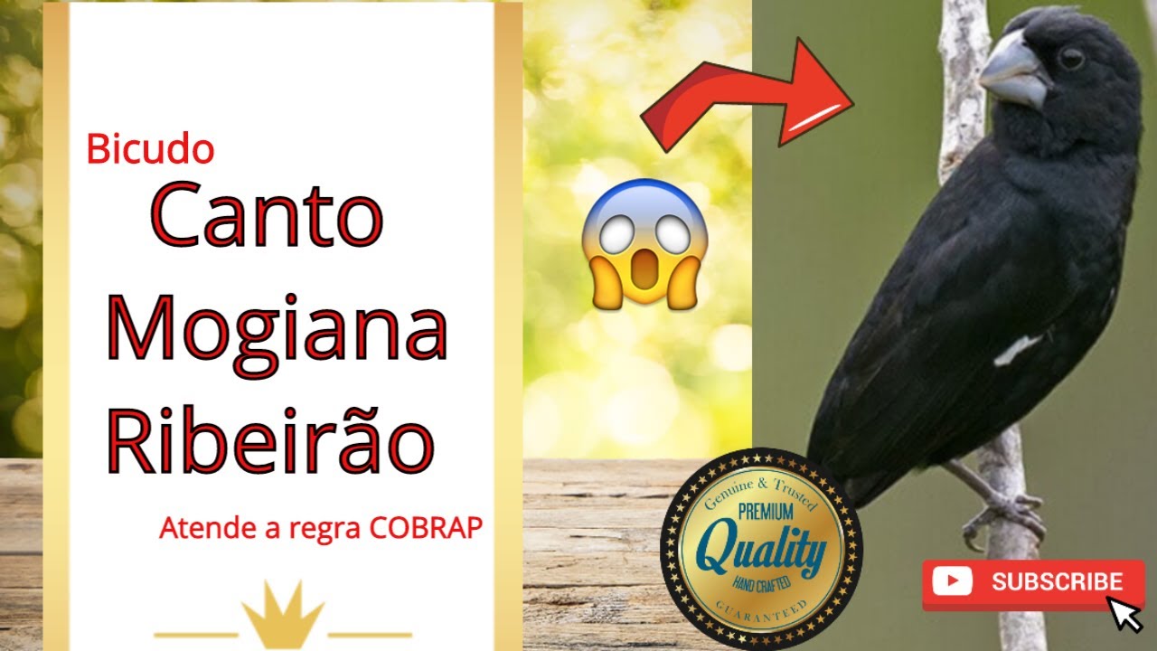 BICUDO CANTO MOGIANA RIBEIRÃO Áudio para Encarte Treino Esquentar