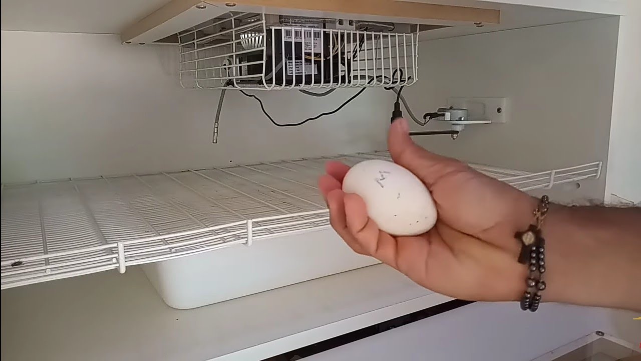 AS MARRECAS DE PEQUIM COMEÇARAM A PÔ E JÁ COLOQUEI NA CHOCADEIRA