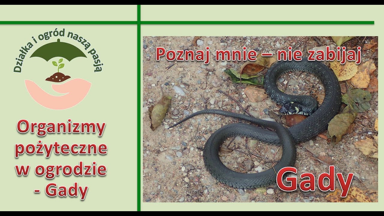 Organizmy pożyteczne w ogrodzie - GADY (Reptilia)
