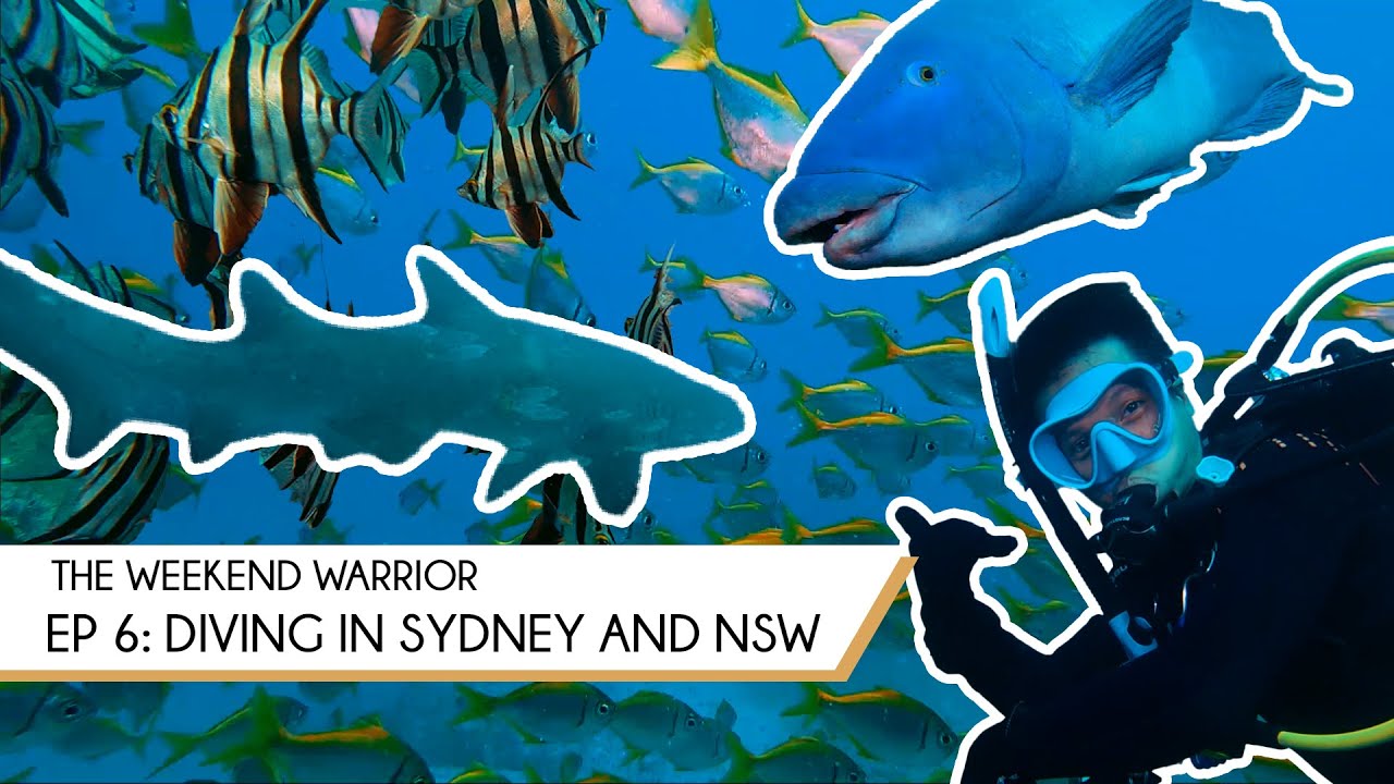 #ScubaDiving in #Sydney | Oak Park, Cronulla | Things to do in Sydney | #Australia travel guide
