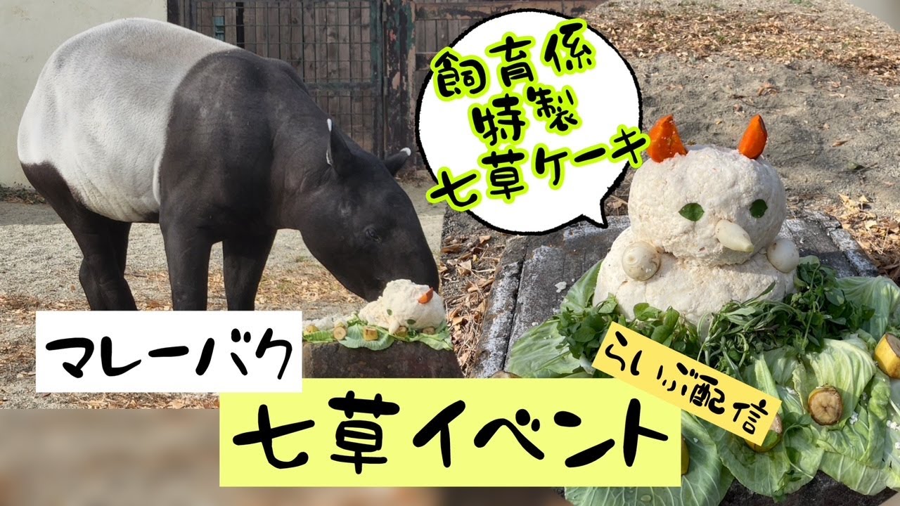 マレーバクの七草イベント【LIVE配信】　東武動物公園　公式YouTubeチャンネル