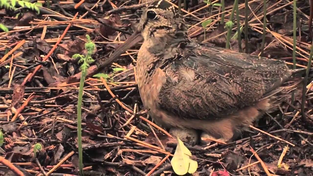ÇULLUK incubators Puppies woodcock,cuccioli beccacce cute  carino сладък