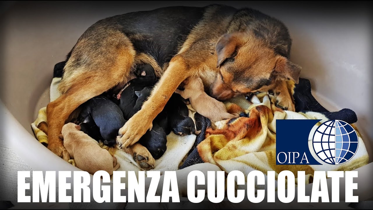 EMERGENZA CUCCIOLATE